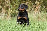 BEAUCERON - PUPPIES 162